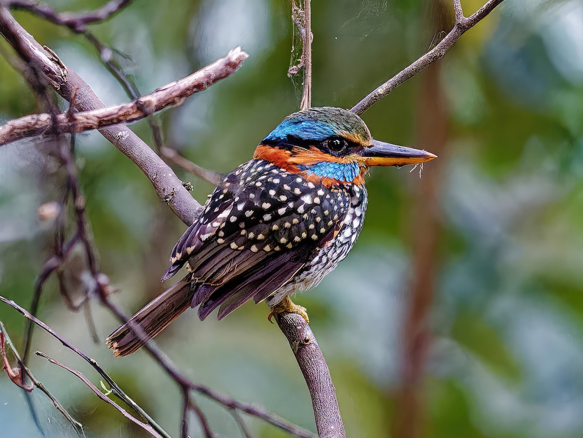 Spotted Kingfisher - Ravi Iyengar