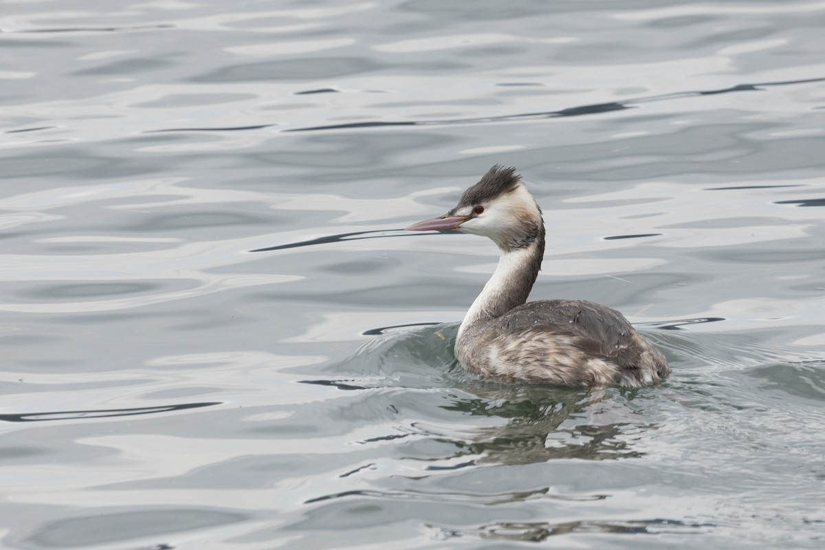 Great Crested Grebe - ML545711241