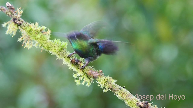Fiery-throated Hummingbird - ML545713661