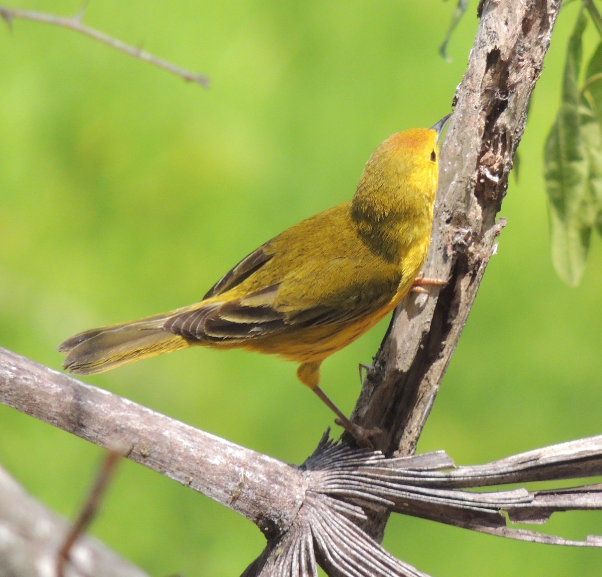 Yellow Warbler (Golden) - ML545714641