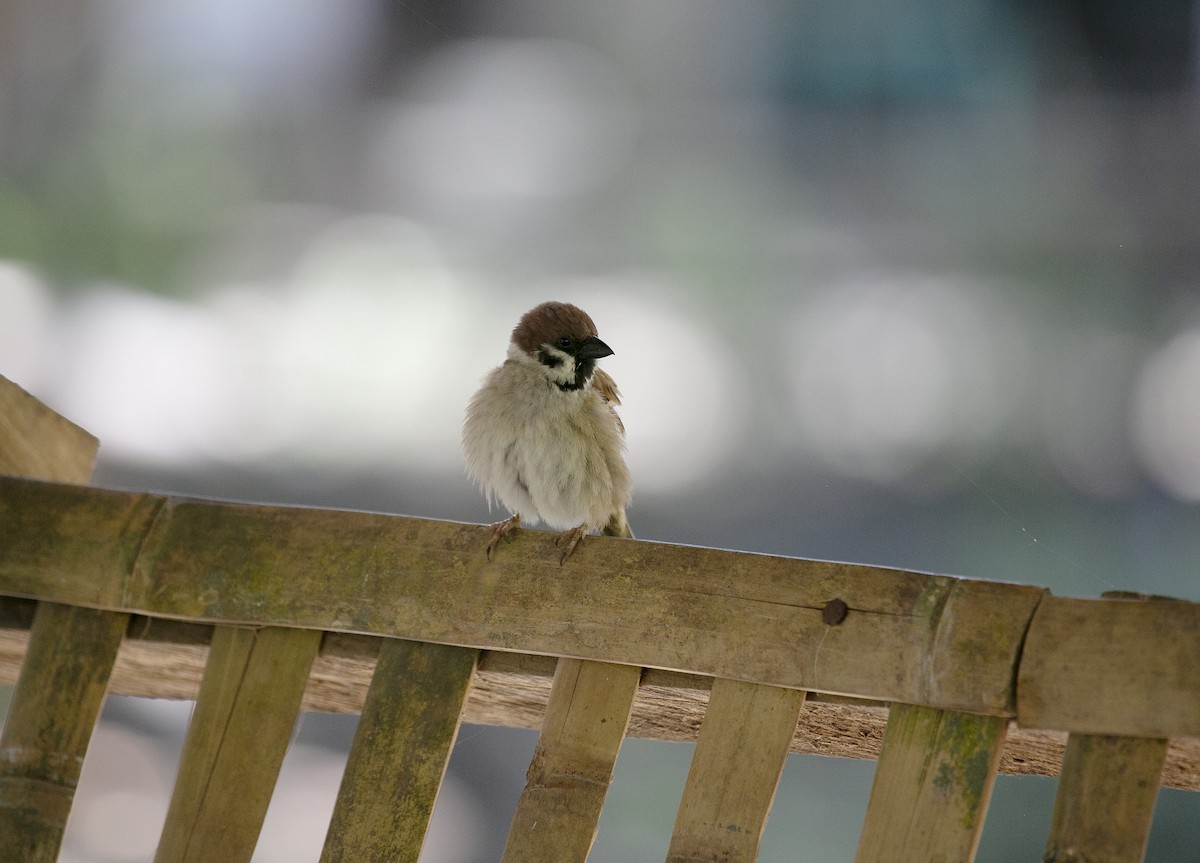 Eurasian Tree Sparrow - ML545717591