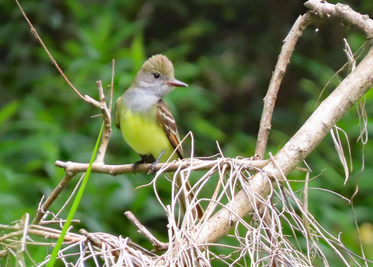 Great Crested Flycatcher - ML545719481