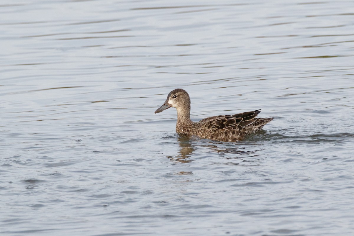 Blue-winged Teal - ML545721831