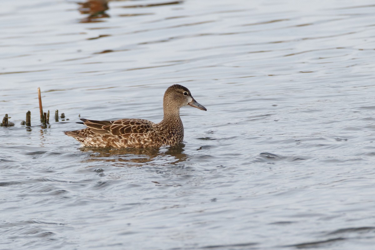 Blue-winged Teal - ML545721861