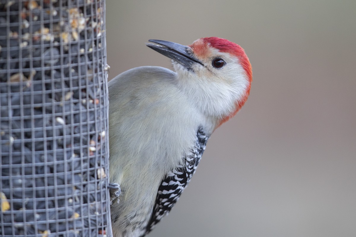 Red-bellied Woodpecker - ML545727801