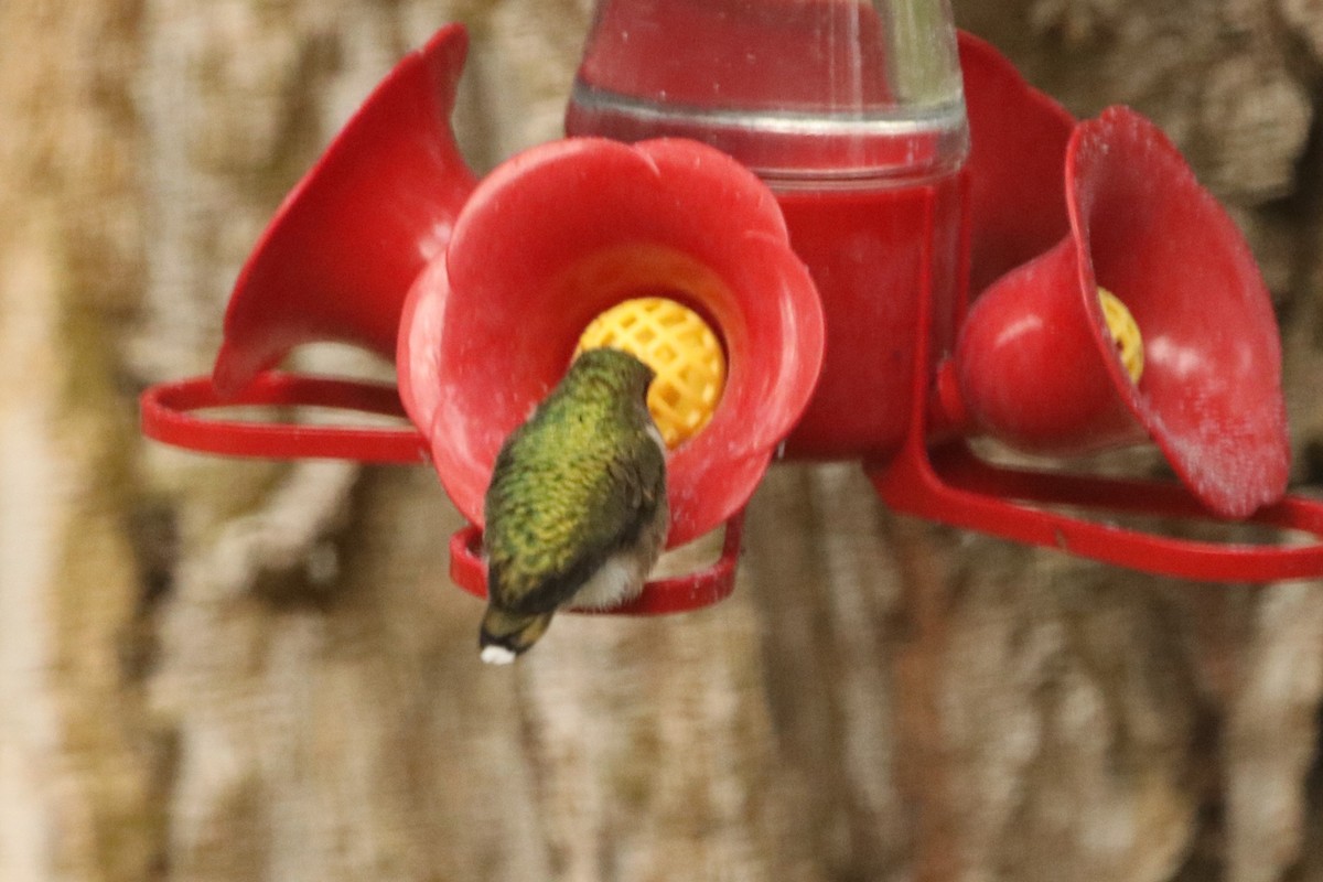 Ruby-throated Hummingbird - ML545728051
