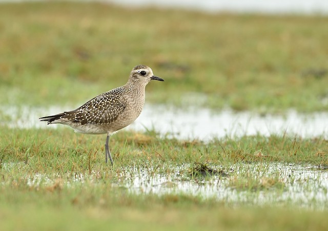 American Golden-Plover is an annual vagrant to United Kingdom. - American Golden-Plover - 