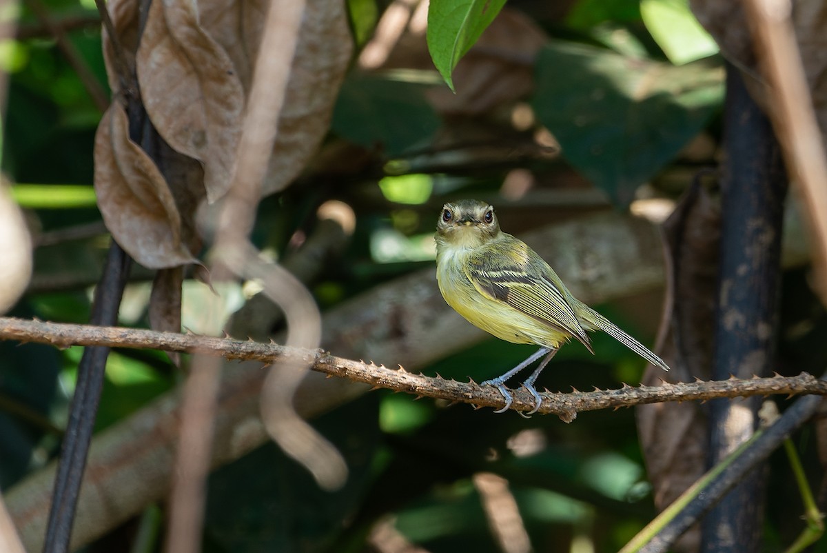 Smoky-fronted Tody-Flycatcher - ML545729971