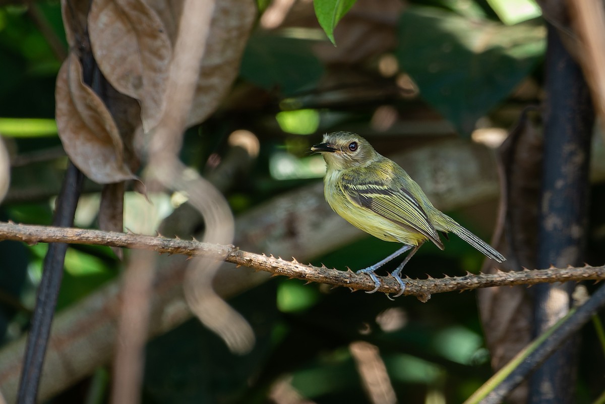 Smoky-fronted Tody-Flycatcher - ML545729981