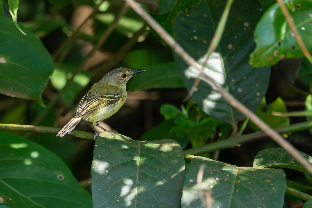 Smoky-fronted Tody-Flycatcher - ML545729991