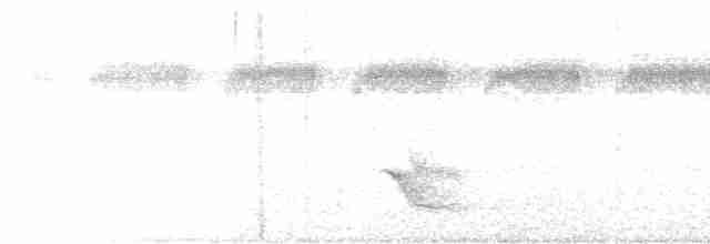 Band-tailed Manakin - ML545730081