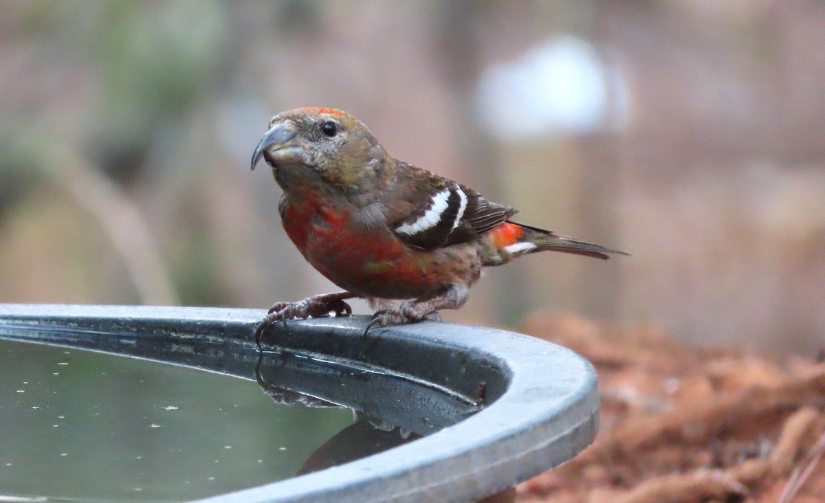 Hispaniolan Crossbill - ML545730191
