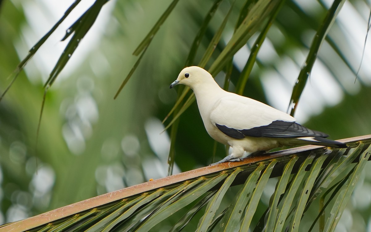 Pied Imperial-Pigeon - ML545734291