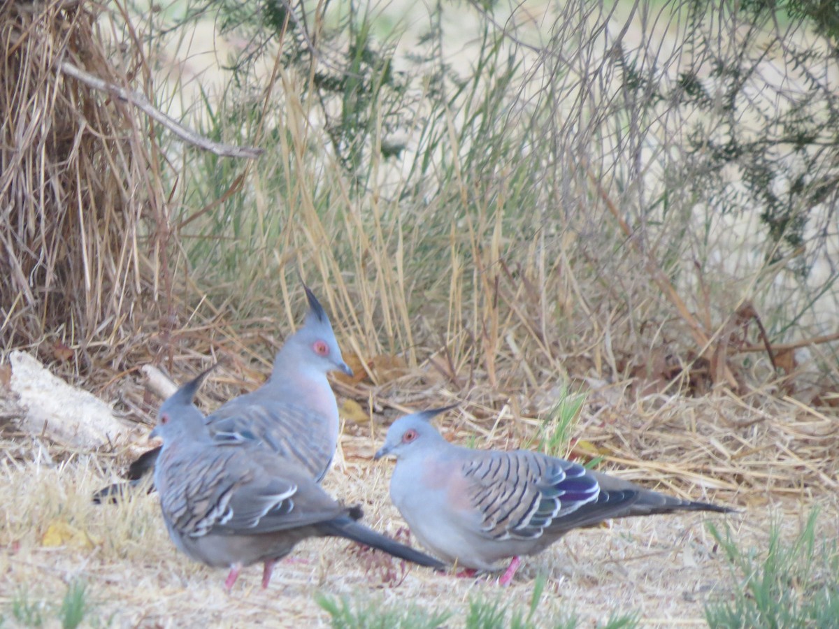 Crested Pigeon - ML545736381