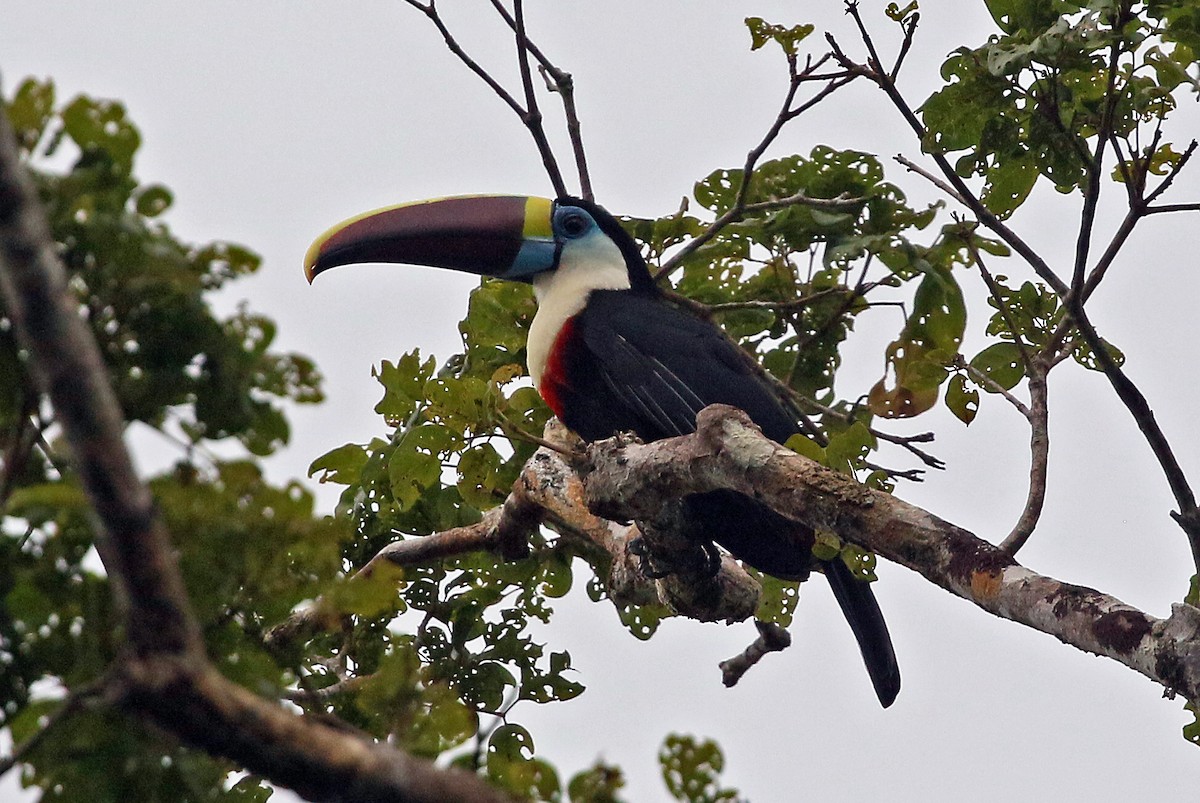 White-throated Toucan (Red-billed) - ML545737851