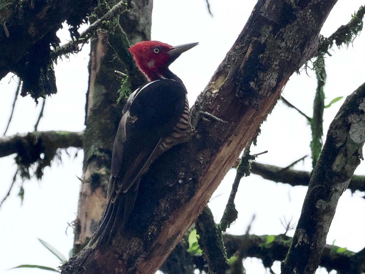 Guayaquil Woodpecker - ML545739781