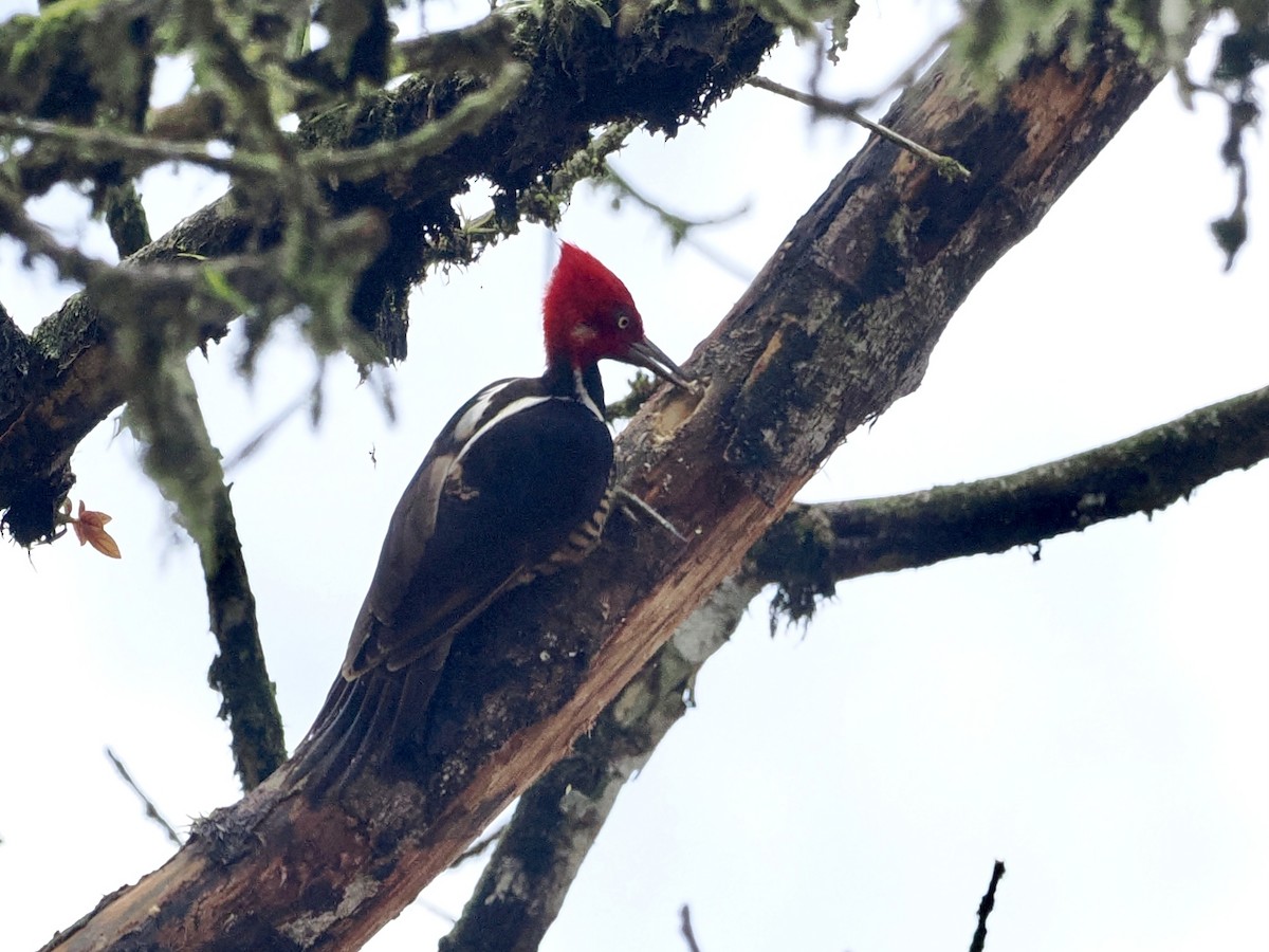 Guayaquil Woodpecker - ML545739791