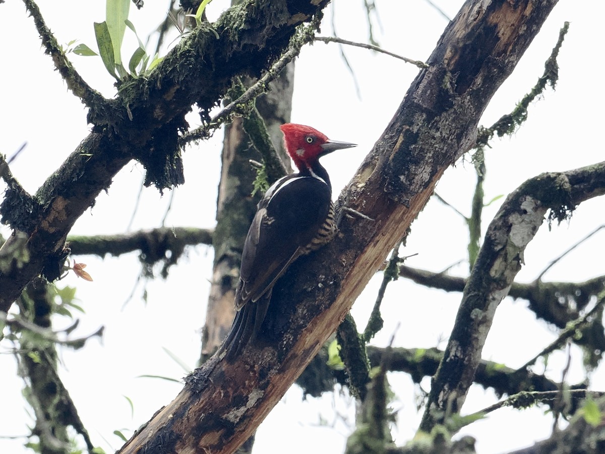 Guayaquil Woodpecker - ML545739801