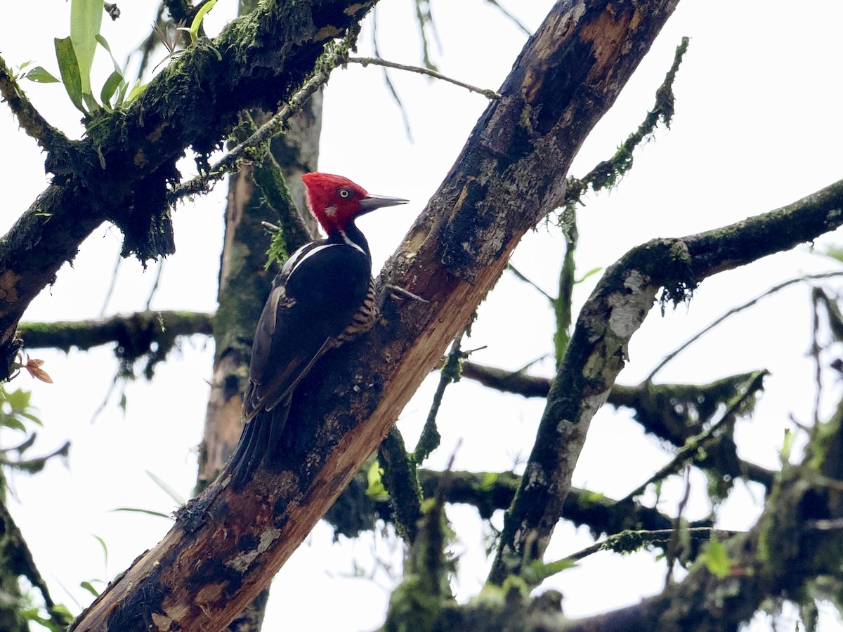 Guayaquil Woodpecker - ML545739811