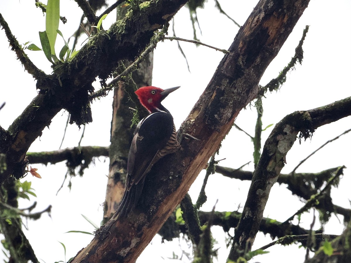 Guayaquil Woodpecker - ML545739821