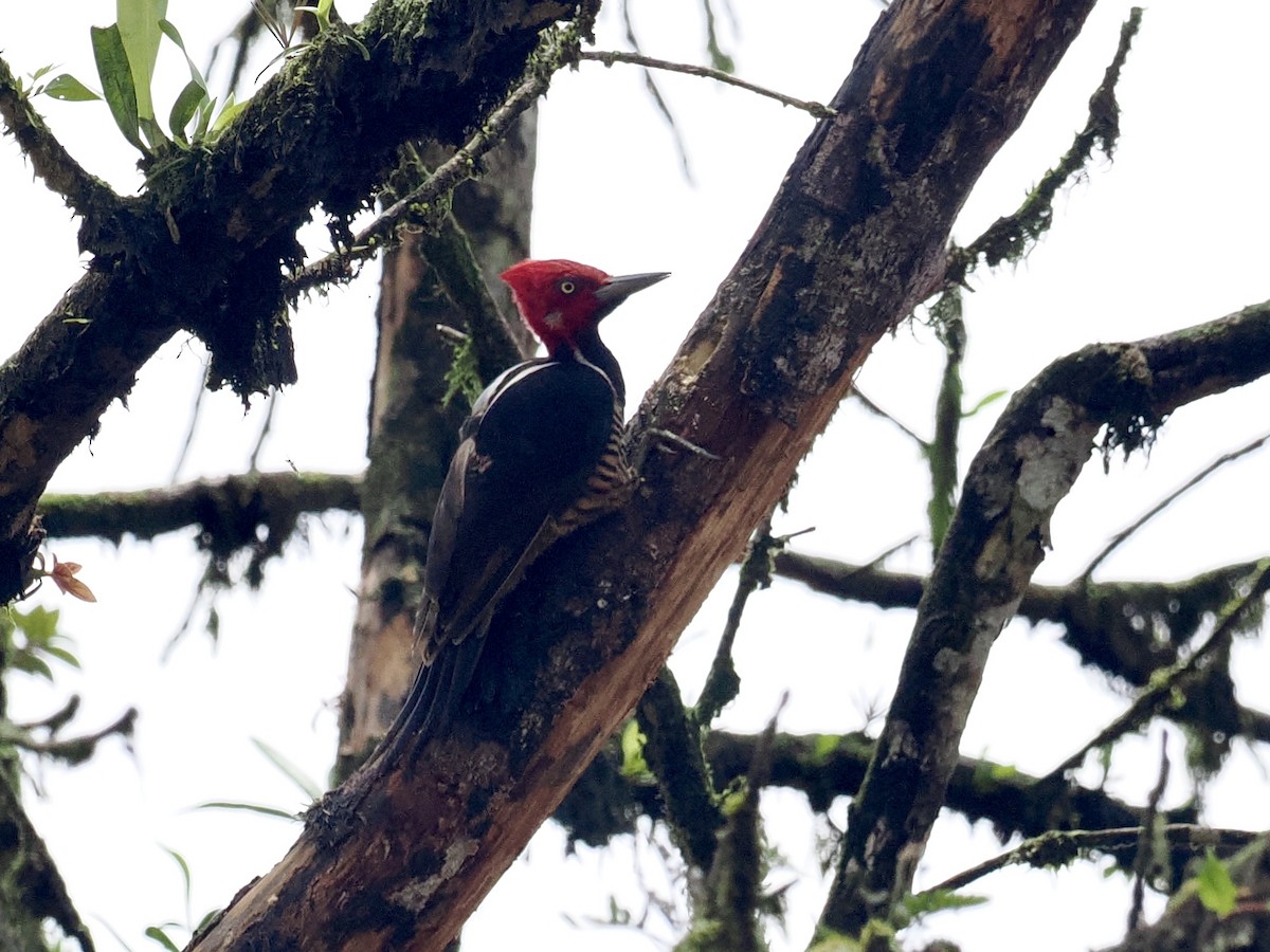 Guayaquil Woodpecker - ML545739831