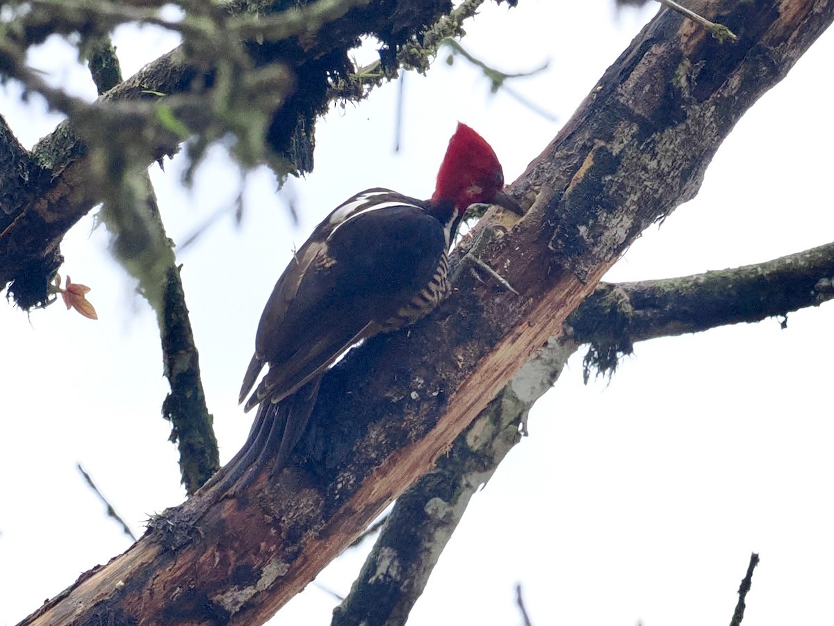 Guayaquil Woodpecker - ML545739841