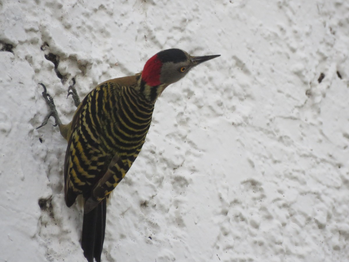 Hispaniolan Woodpecker - ML545739851
