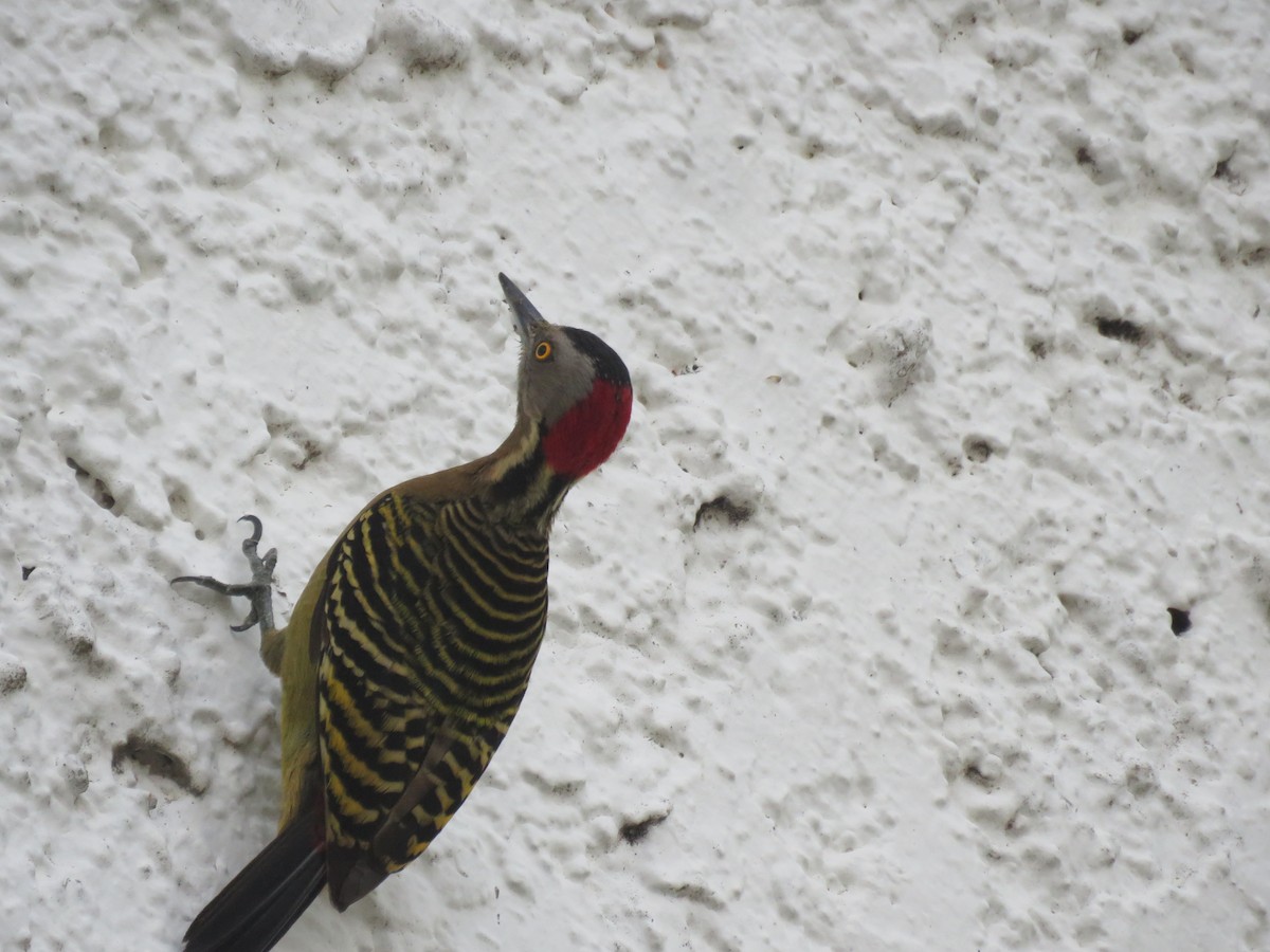 Hispaniolan Woodpecker - Tyler L. Hoar