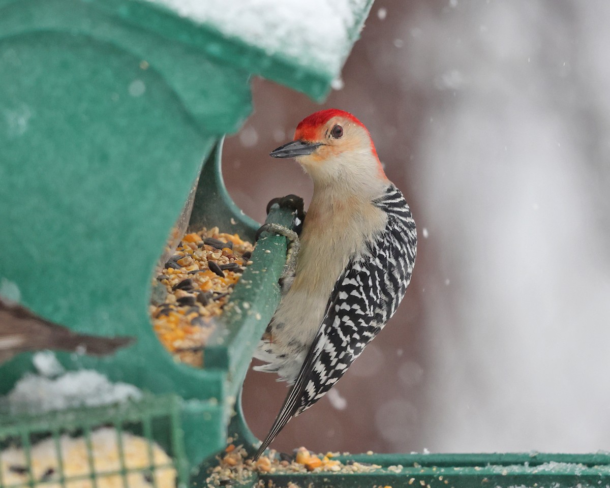 Red-bellied Woodpecker - ML545740591