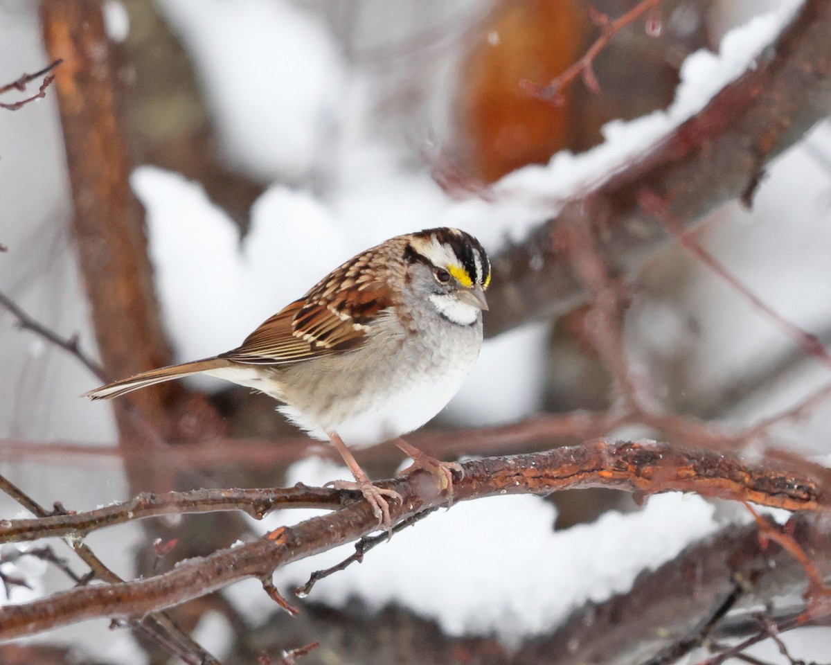 White-throated Sparrow - ML545740791