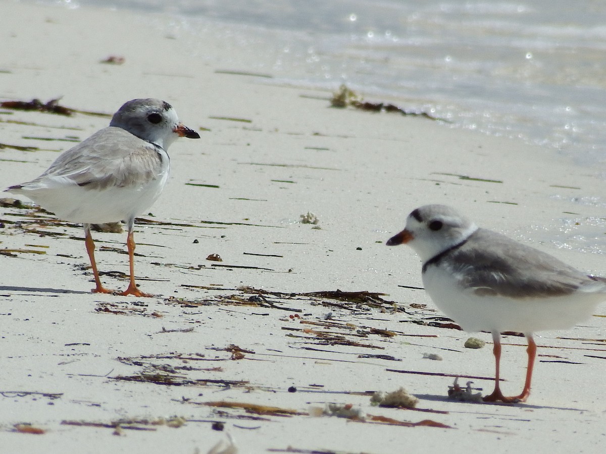 Piping Plover - ML54574211