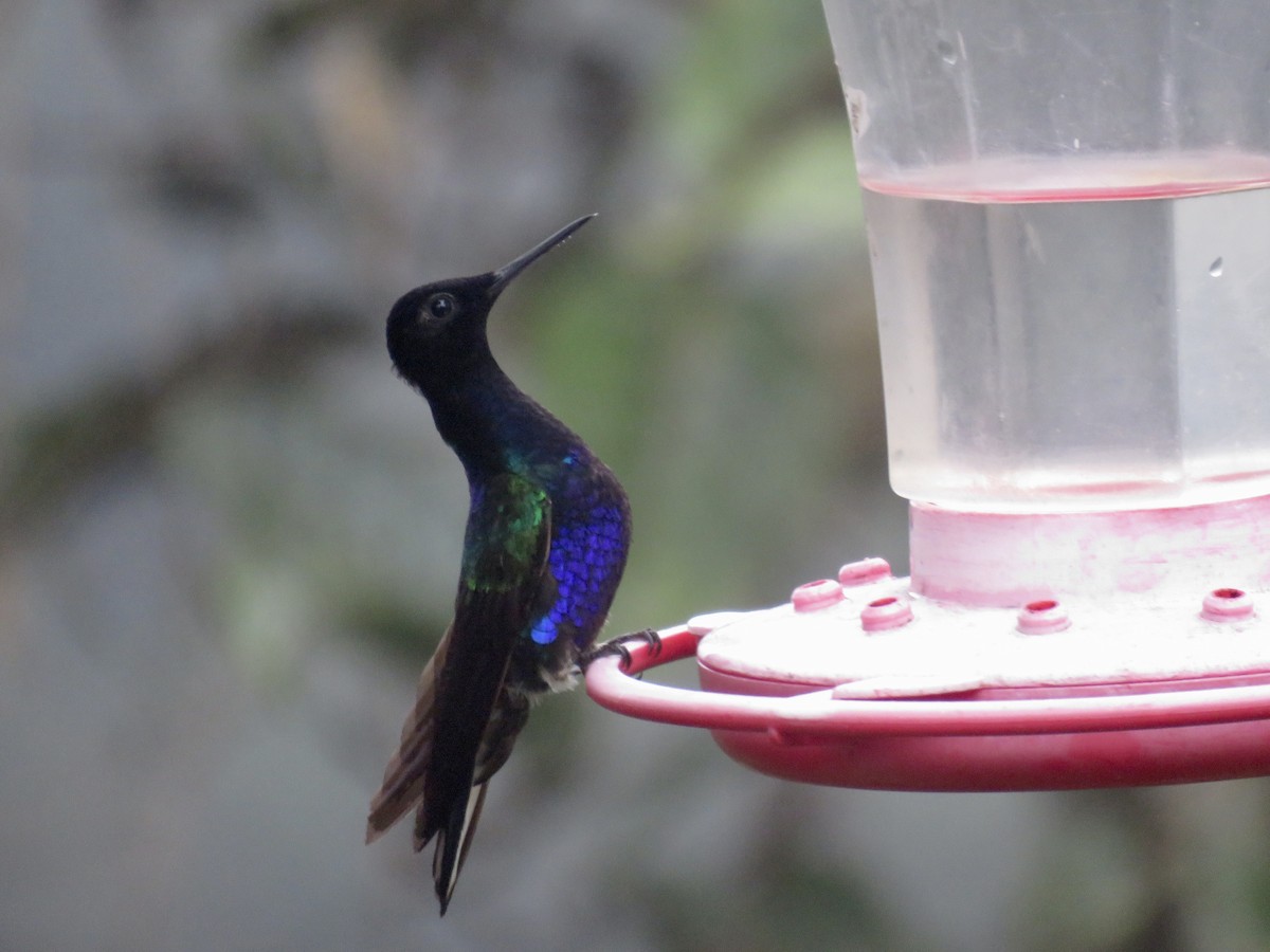 kolibřík hyacintový - ML545742131
