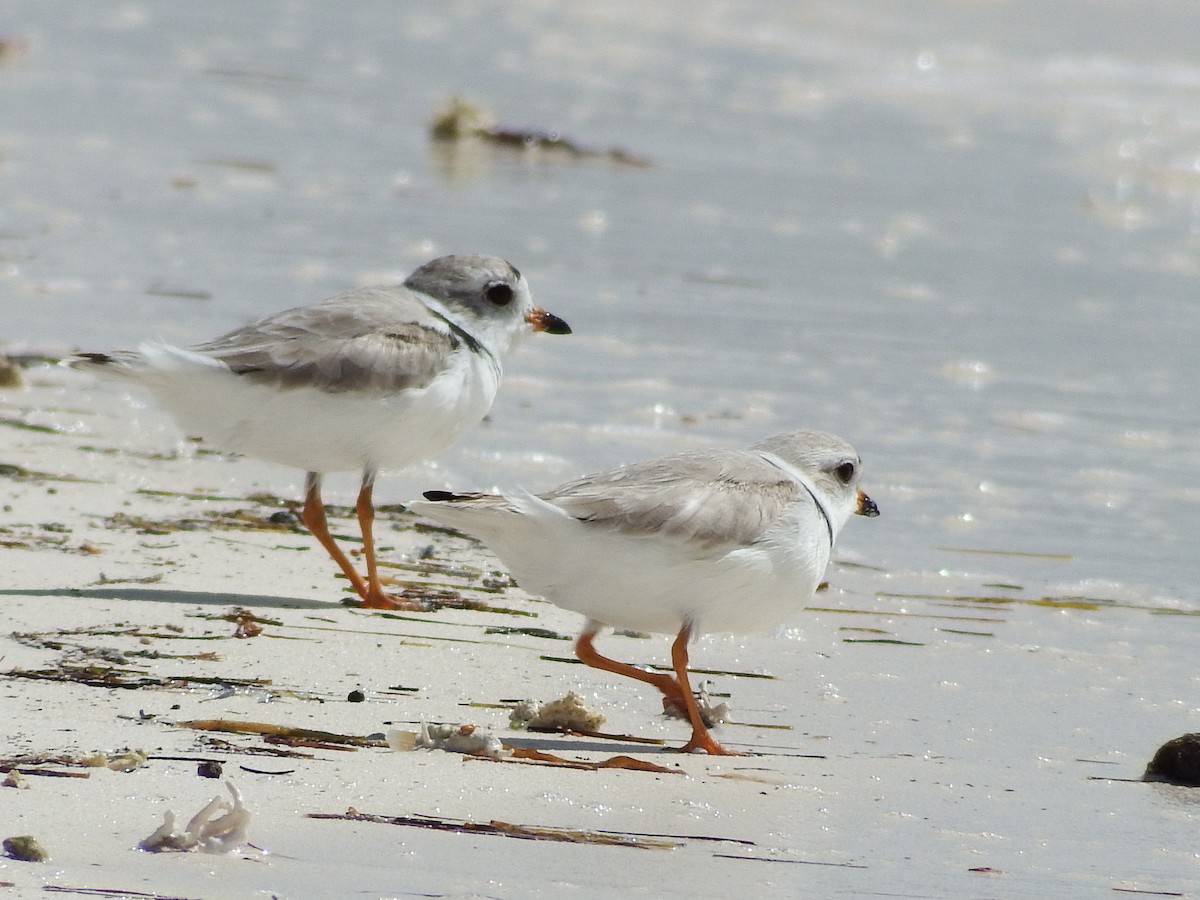 Piping Plover - ML54574361