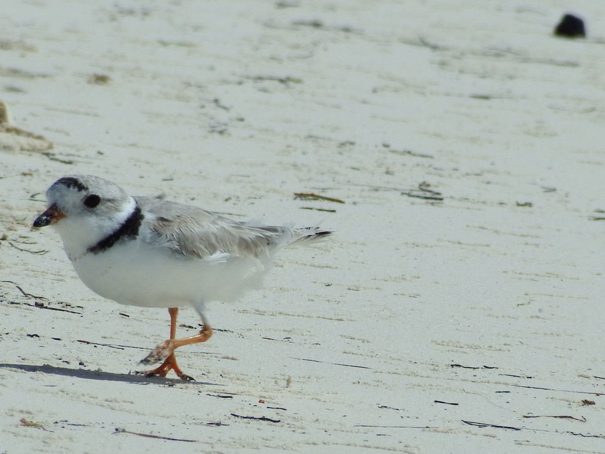 Piping Plover - ML54574461