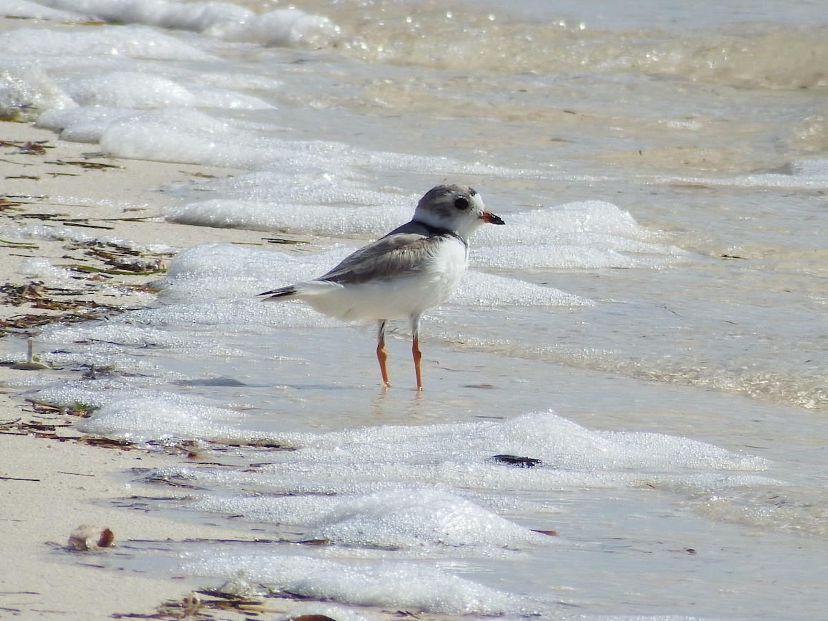 Piping Plover - ML54574491