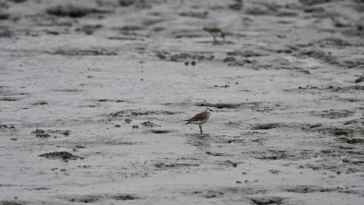Red Knot - ML545745461