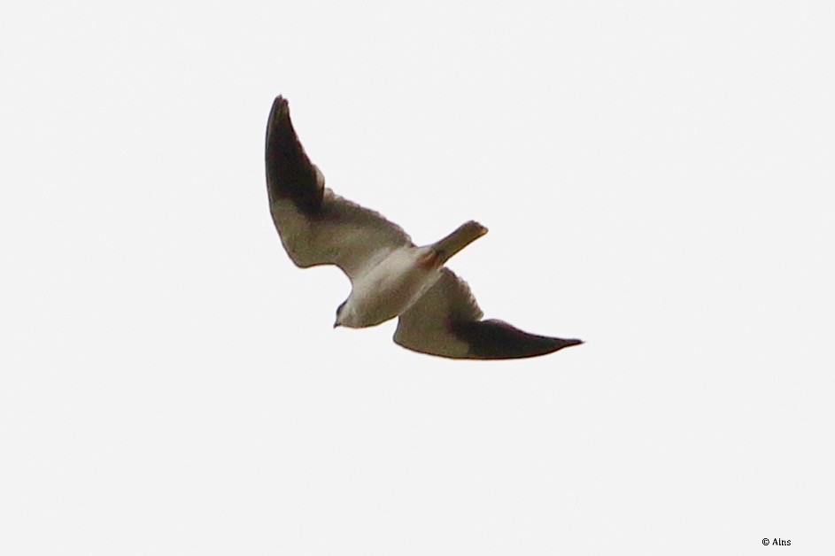 Black-winged Kite - ML545751841