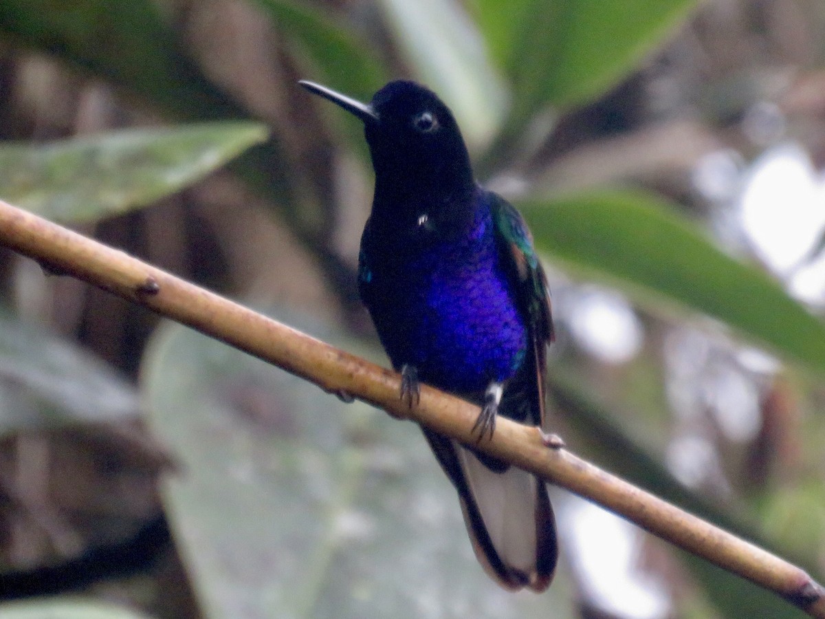 kolibřík hyacintový - ML545752921