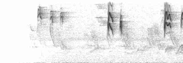  - African Dusky Flycatcher