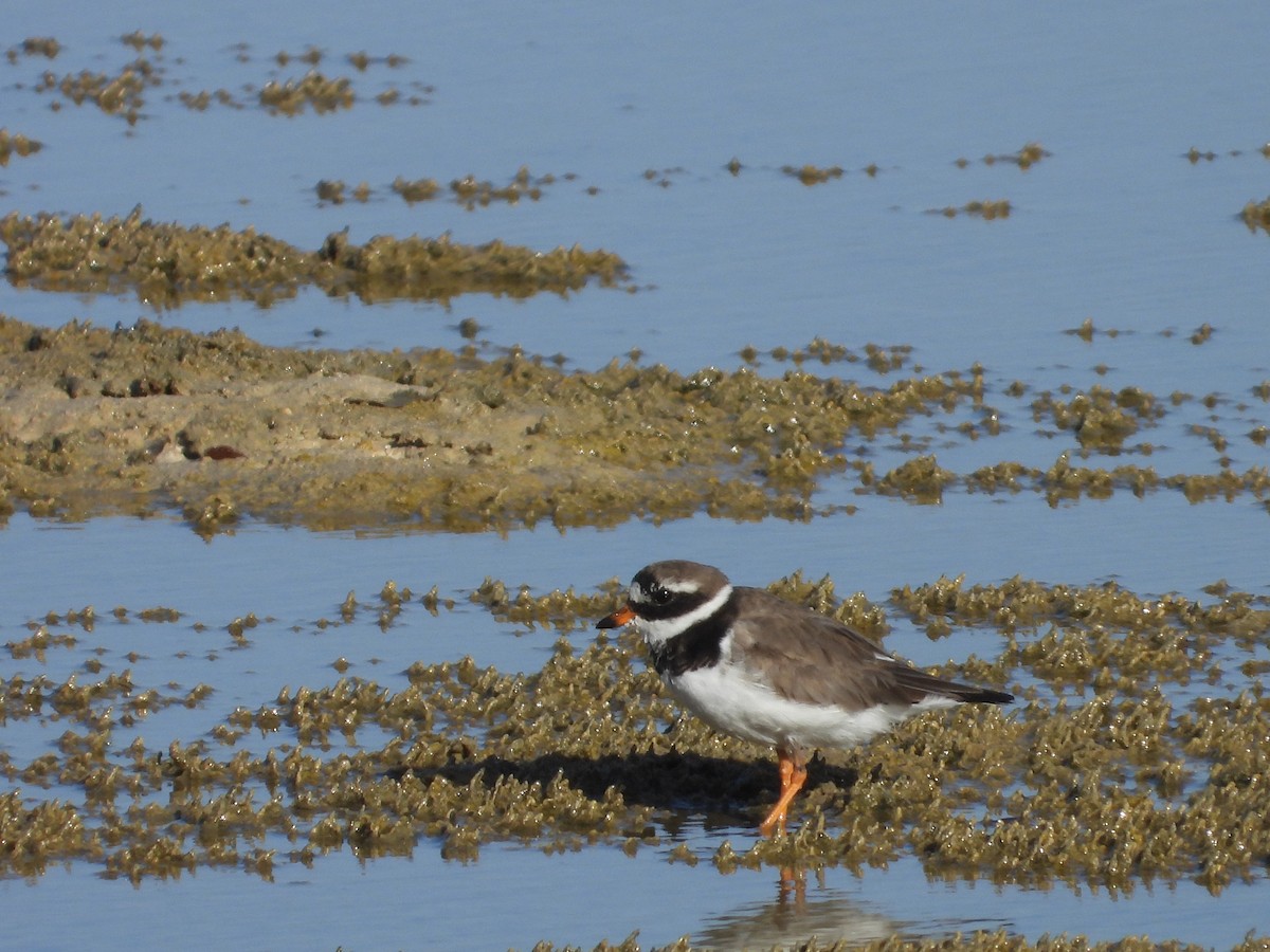 Common Ringed Plover - ML545756201