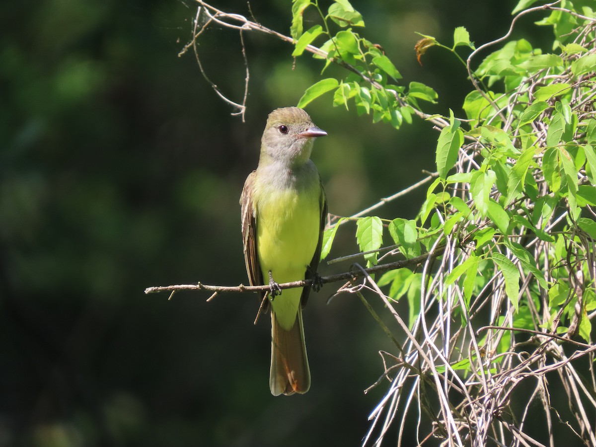 Great Crested Flycatcher - ML545758371