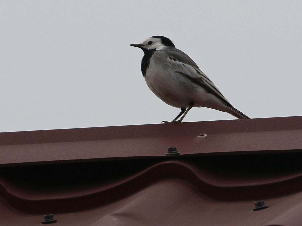 White Wagtail (White-faced) - ML545758401