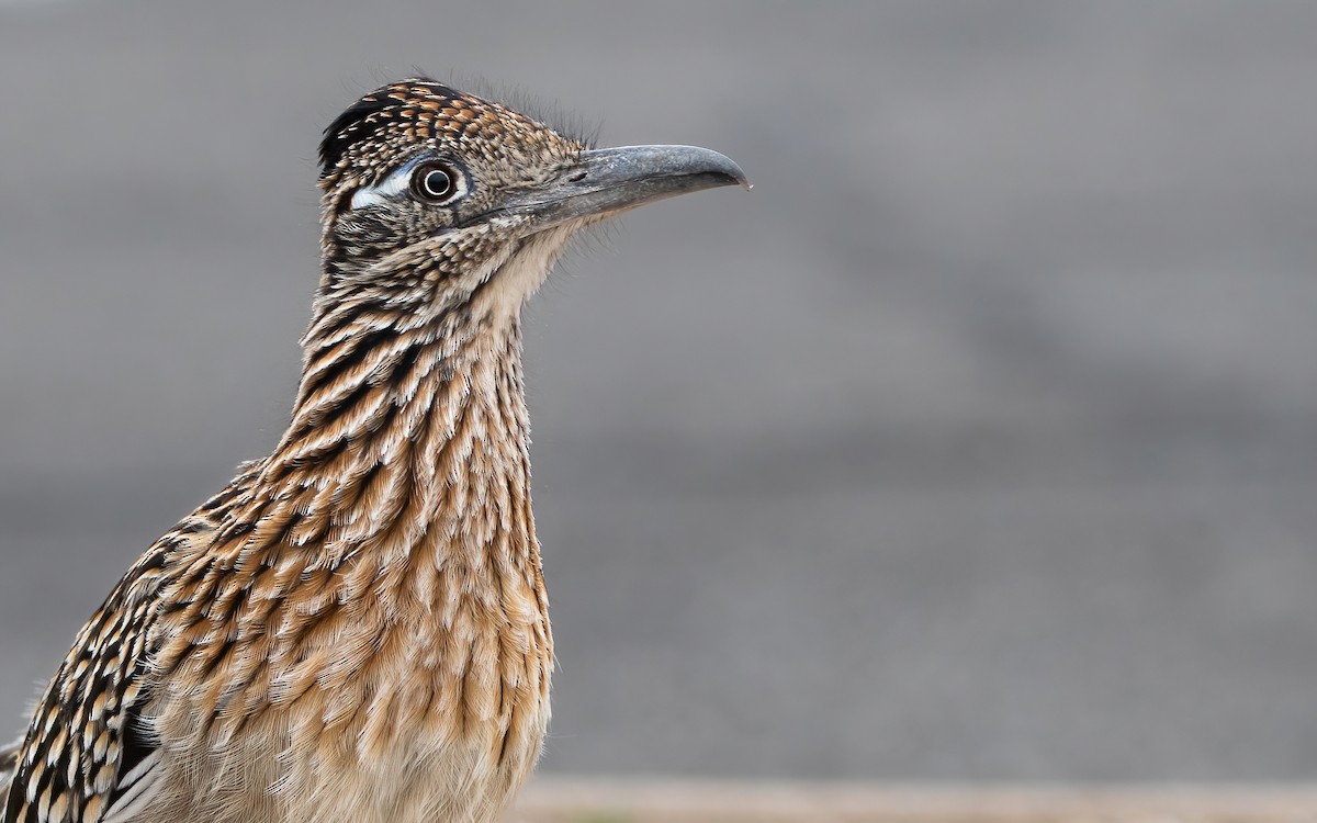 eBird Checklist 14 Mar 2023 Joshua Tree NPOasis Visitor Center