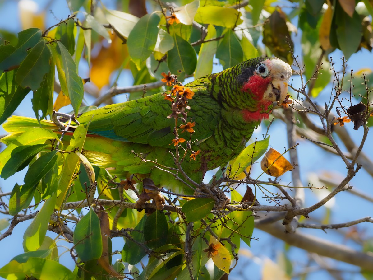 Cuban Parrot (Cayman Is.) - Michele Kelly