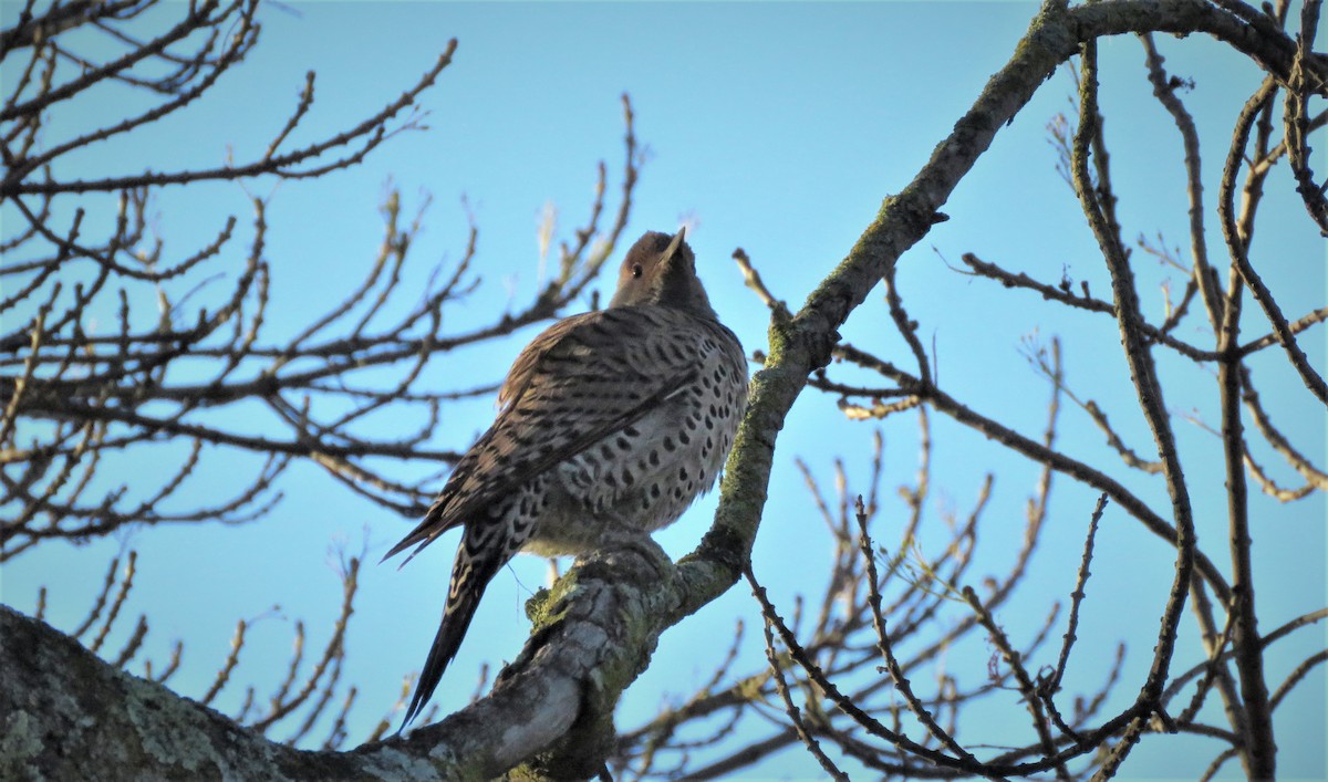 Northern Flicker (Red-shafted) - ML545771271