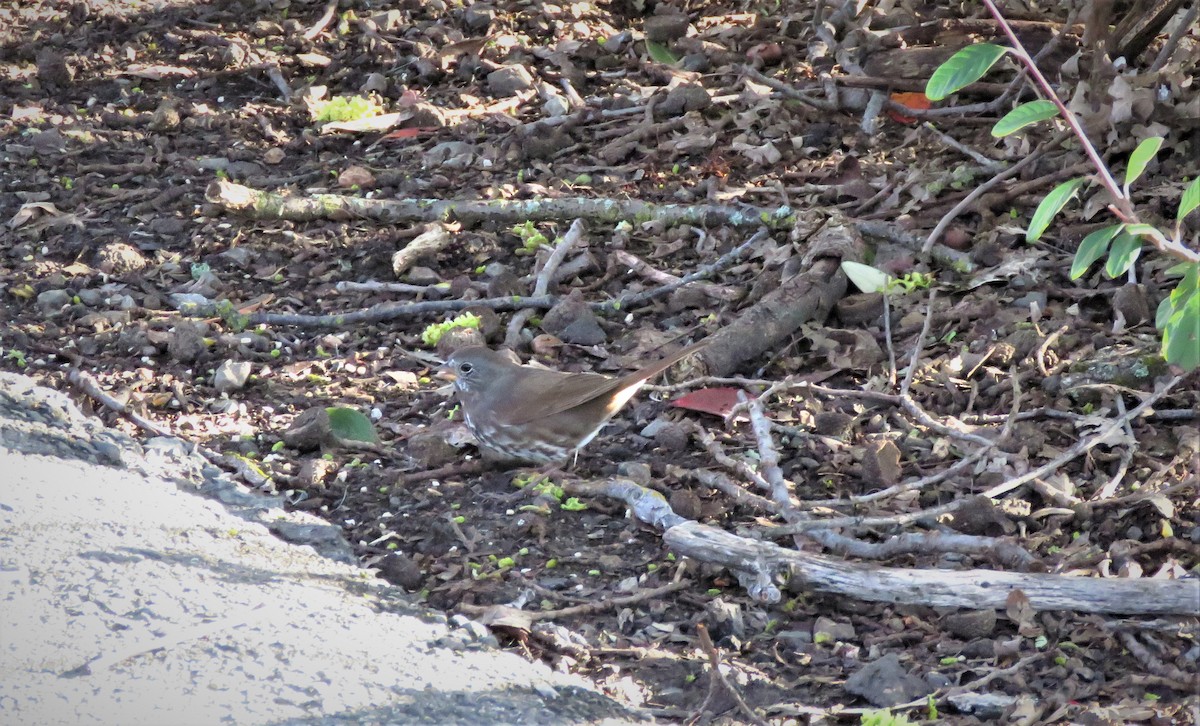 Fox Sparrow (Sooty) - ML545771461