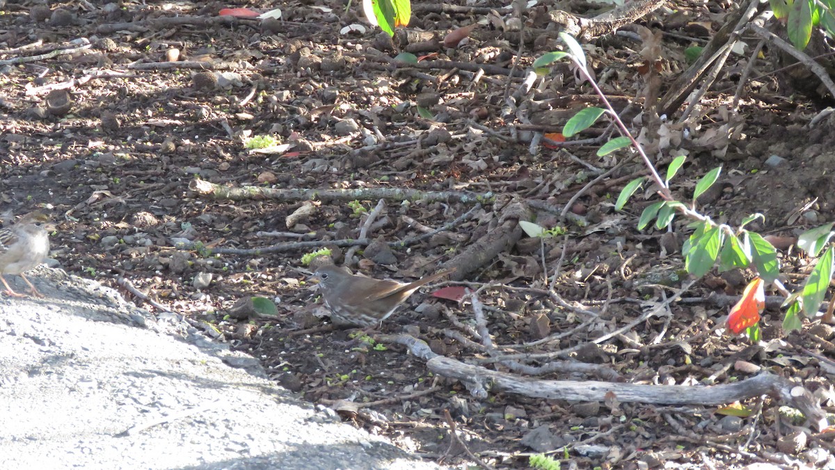 Fox Sparrow (Sooty) - ML545771521