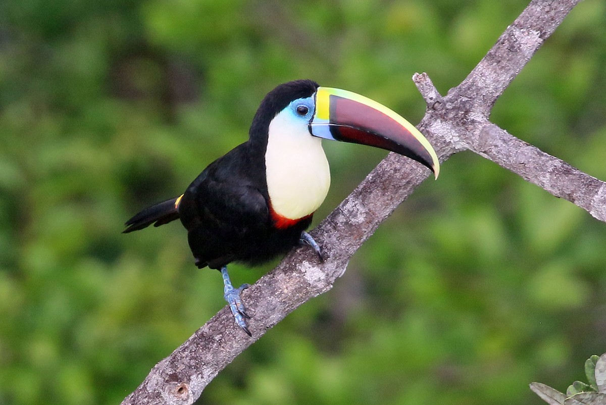 White-throated Toucan (Red-billed) - ML545773171