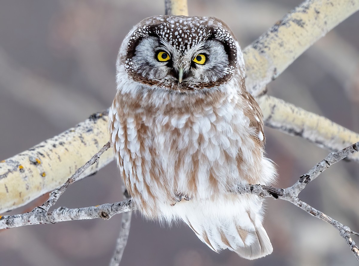 Boreal Owl - Martin Bélanger