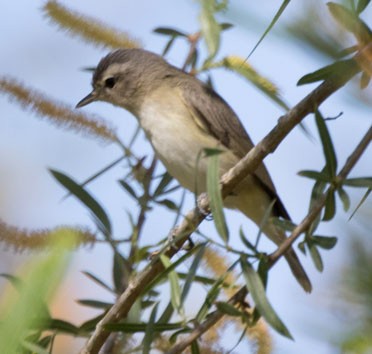 Warbling Vireo - Andy Lazere